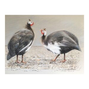Guineafowl SOLD