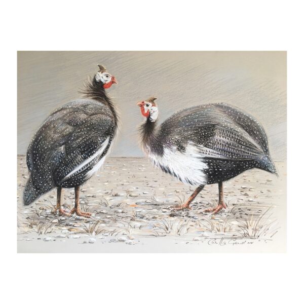Guineafowl SOLD