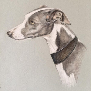 Dog - Animal Portrait