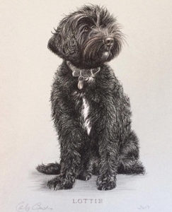 Dog - Animal Portrait