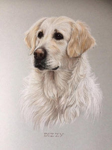 Dog - Animal Portrait