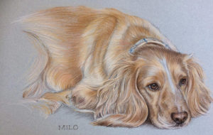 Milo - Animal Portrait