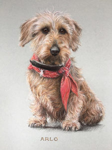 Arlo - Animal Portrait