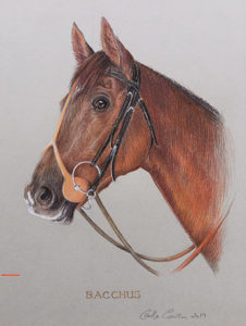 Horse - Animal Portrait