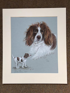 Dog - Animal Portrait