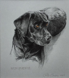 Dog - Animal Portrait