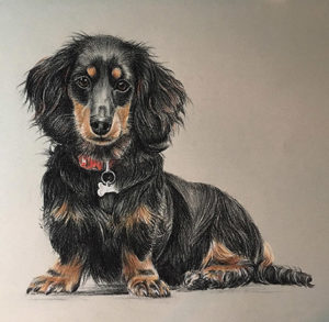 Dog - Animal Portrait