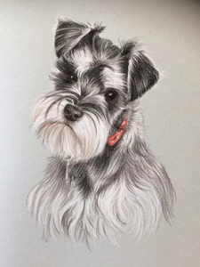 Dog - Animal Portrait