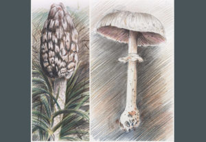 Mushrooms - Hampshire Art