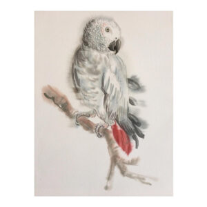 African Grey Parrott - Watercolour