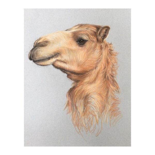 Camel