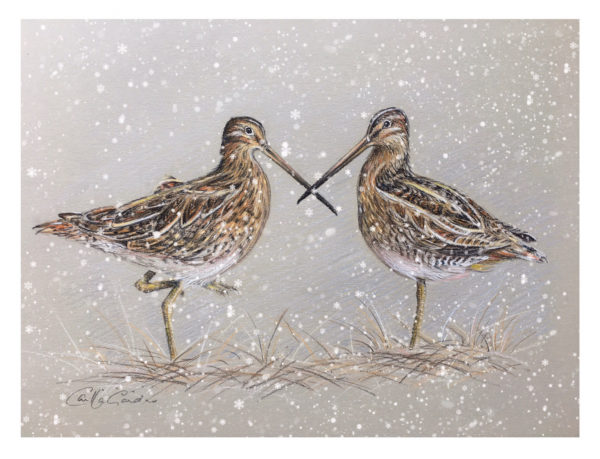 Pastel - Snipe - Image 2
