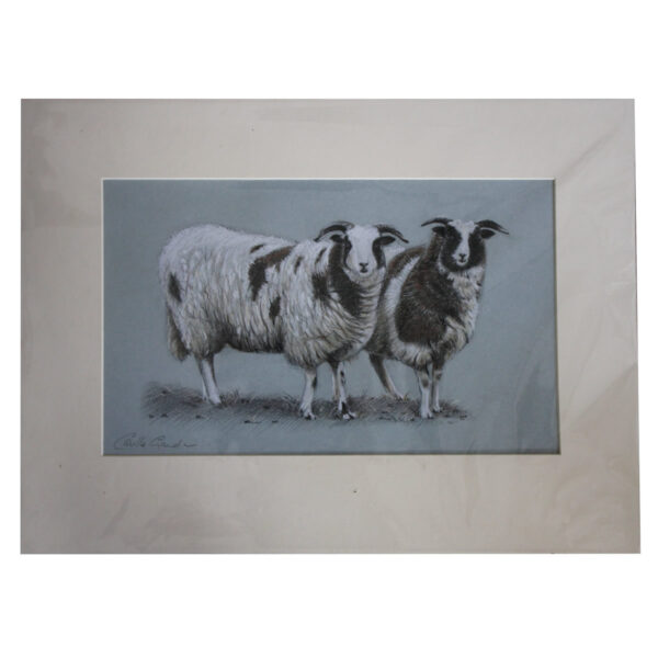 Jacob sheep