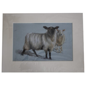 Sheep SOLD