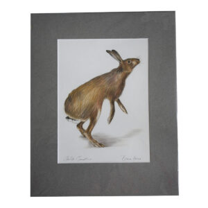 Hare SOLD