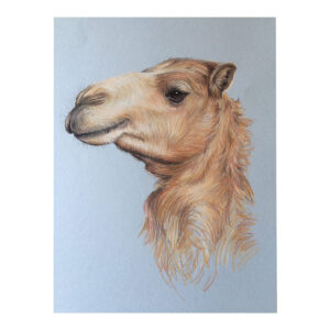 Camel, Dubai Desert