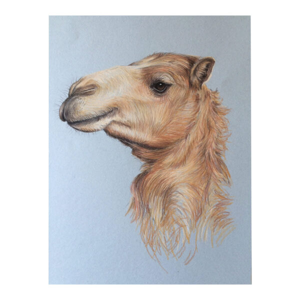 Camel, Dubai Desert