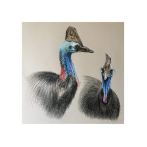 Cassowary