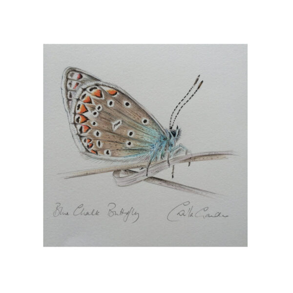 Chalk Blue Butterfly SOLD