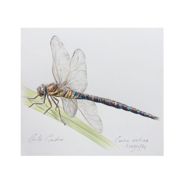 Dragonfly