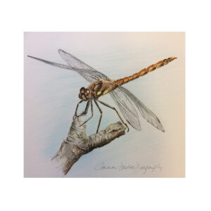 Dragonfly