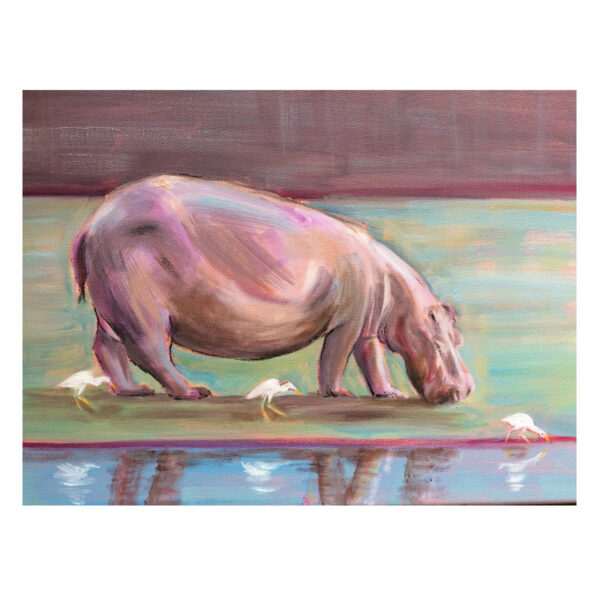 Hippo grazing with Egrets