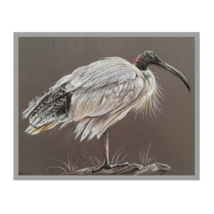 Sacred ibis