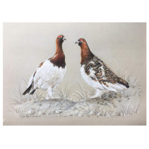 Pair of Ptarmigan