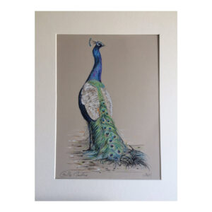 Peacock