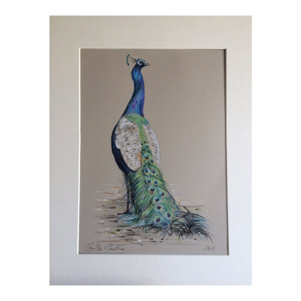 Peacock