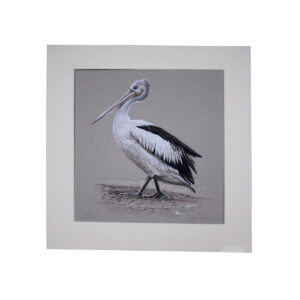 Australian Pelican