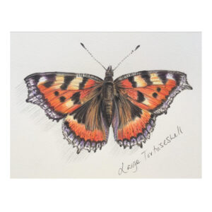 Tortoiseshell