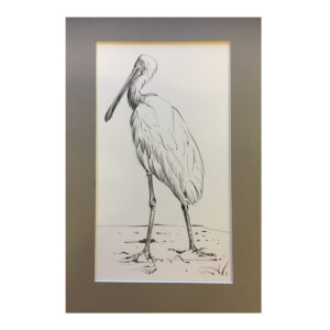 Spoonbill