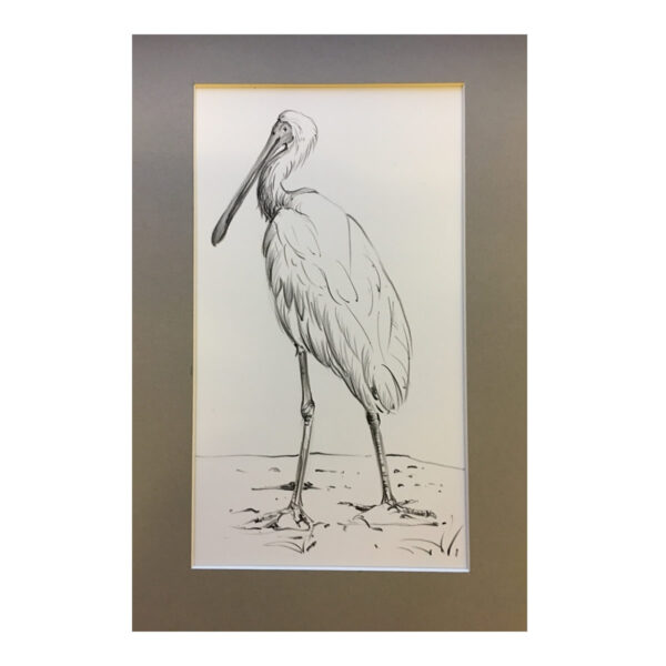 Spoonbill