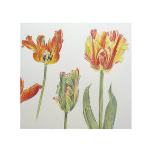 Tulips. SOLD