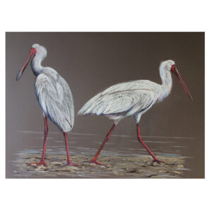 Two Spoonbills