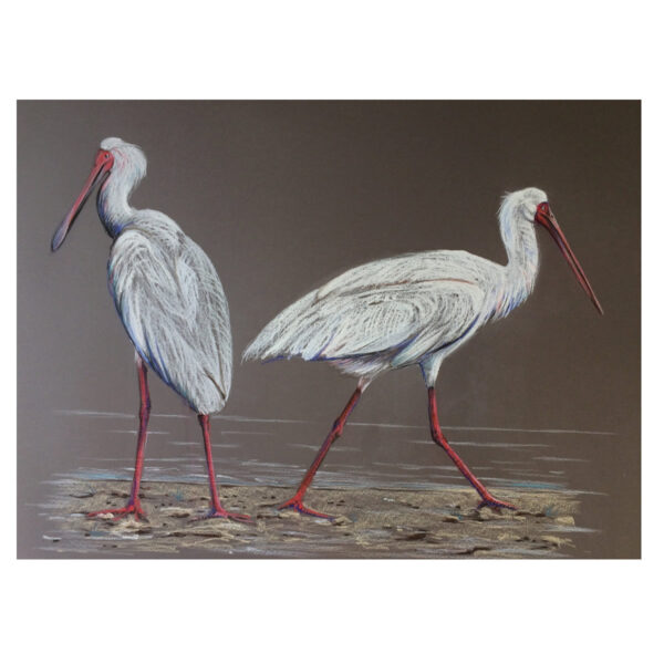 Two Spoonbills