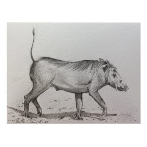 Warthog