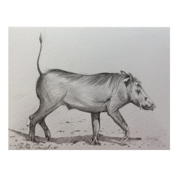 Warthog