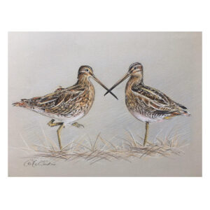 Pair of Snipe