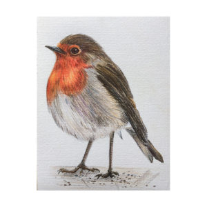 Robin SOLD